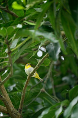 closeup the small green brown wagtail birds sitting and holding on the mango tree branch soft focus natural green brown background.