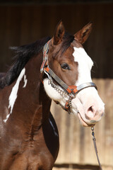 Portrait of amazing paint horse