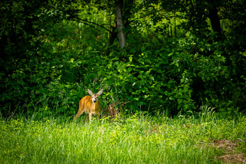 Młoda sarna na skraju lasu © Klosinsky Photograph