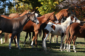 Obraz na płótnie Canvas Group of paint horses on the pasturage