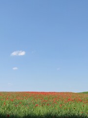 Fototapeta na wymiar poppy filed with sky