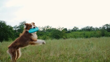 Australian Shepherd dog plays with the owner, jumps and catches a flying disc. An active walk with a pet in a summer park at sunset. Aussie dog is playing with a flying saucer