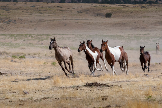 horses in the desert