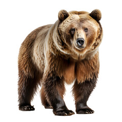 Fototapeta premium bear isolated on white background ,generative ai