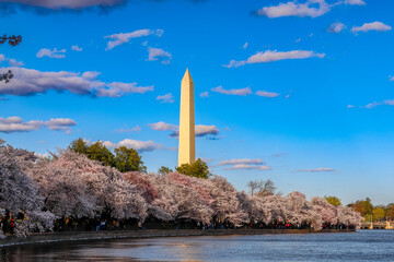 Washington Monument during the Cherry Blossom Festival	