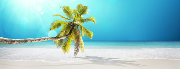 Tropical palm tree in the sunshine. Paradise island in the ocean