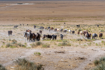 Fototapeta na wymiar wild horses searching for water