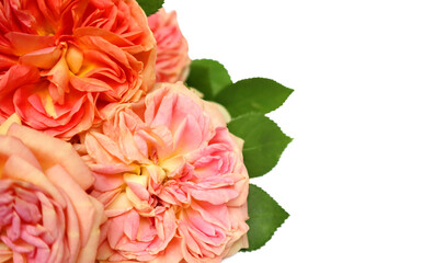 Bouquet of orange garden roses on a white background. Floral card.
