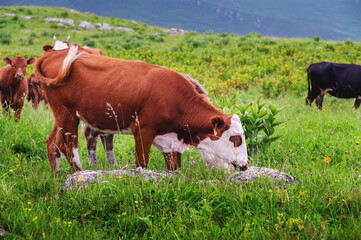 Naklejka premium cow eats grass. A white-brown cow eats green juicy grass in a meadow in a pasture on a beautiful sunny spring day