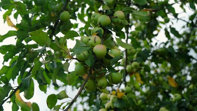 Green small wild unripe sour apples grow on the branches of an apple tree in summer. 4k slow motion footage. The concept of orchard and agriculture