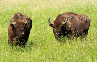 European bisons in meadow in summertime - 621360695
