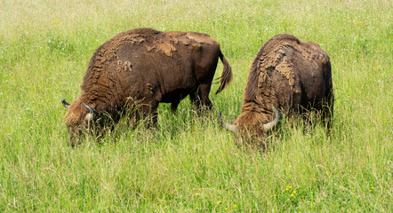 European bisons in meadow in summertime