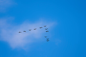Flying birds. Blue sky background. Birds: Great Cormorant. (Phalacrocorax carbo)