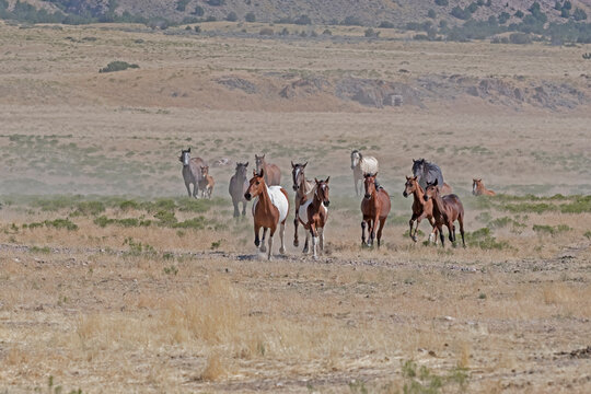 herd of running horses