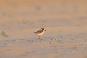 Waders or shorebirds, little ringed plover chick.