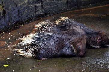 Porcupine couple taking rest in a zoo