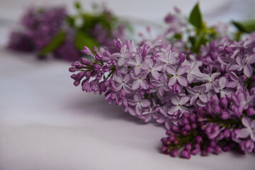 blurry floral background.a branch of blossoming lilac (syringa) flowers. lilac background. lilac closeup.
