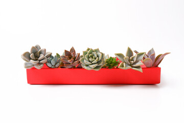 A set of different succulents in a red box on a white background. The concept of a flower shop and a houseplant store, succulent lovers, plant care.Fashionable indoor unpretentious plants