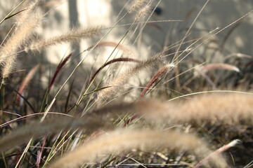 grass in the morning