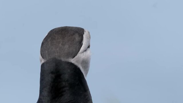 Atlantic puffin on Lunga Island, Treshnish Isles, Scotland, UK