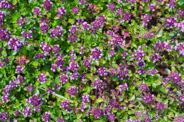 Fototapeta premium The herb Thymus serpyllum, Breckland thyme. Breckland wild thyme, creeping thyme, or elfin thyme blossoms. View from above, close-up. Natural medicine 