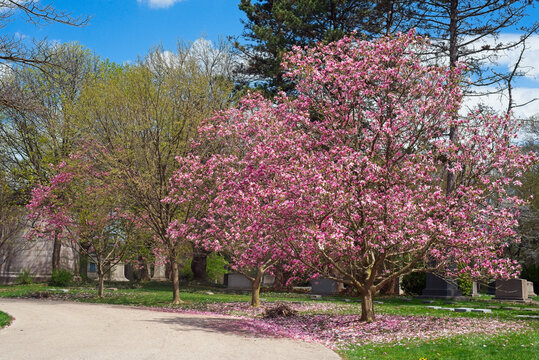 A bright pink magnolia in full bloom in Cleveland's Lake View Cemetery in mid April