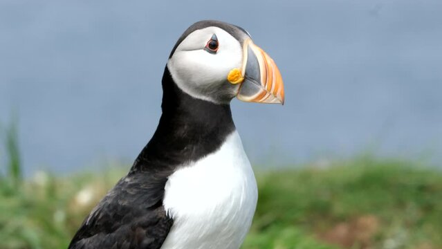 Atlantic puffin on Lunga Island, Treshnish Isles, Scotland, UK