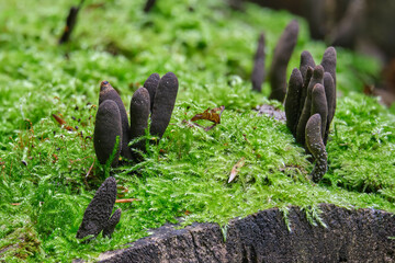 Xylaria polymorpha, commonly known as dead man's fingers close-up. Saprobic fungus among green moss in a summer forest