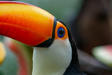 A toucan bird in captivity