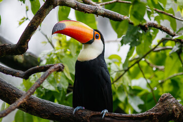 A toucan bird in captivity