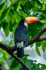 A toucan bird in captivity