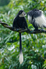 A photo of The Angola colobus, Angolan black-and-white colobus, or Angolan colobus is a primate species of Old World monkey belonging to the genus Colobus against green background in rain.