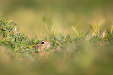 Cute funny animal. Ground squirrel. Green nature Background.