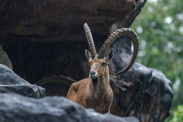 Male Ibex on a cliff looking straight into the camera and showing full large horns and beard against green background in rain