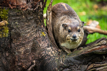 Yellow-spotted rock hyrax bush hyrax, Heterohyrax brucei