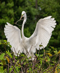 White snowy egret with wings open building a nest.