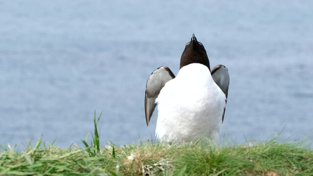 Razorbill on Lunga, Treshnish Isles, Scotland, UK