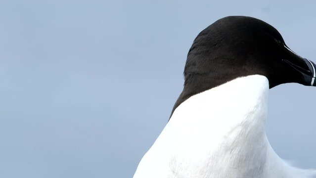 Razorbill on Lunga, Treshnish Isles, Scotland, UK