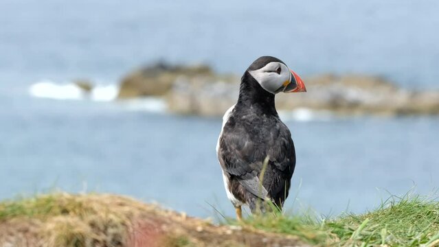 Atlantic puffin on Lunga Island, Treshnish Isles, Scotland, UK