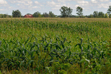 Fototapeta na wymiar Red Barn In The Distance With A Green Cornfield In The foreground in Summer