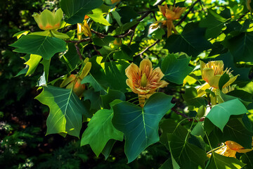 Tulip tree branches with flowers and buds. Latin name Liriodendron tulipifera L