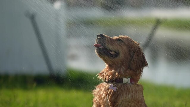 Golden Retriever Playing with Water