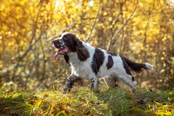 A beautiful dog breed English Springer Spaniel runs through the autumn forest during a walk. Hunting dog breeds. Selective focus. Soft focus.