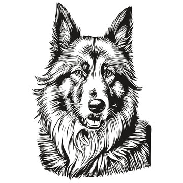 Belgian Tervuren dog breed line drawing, clip art animal hand drawing vector black and white