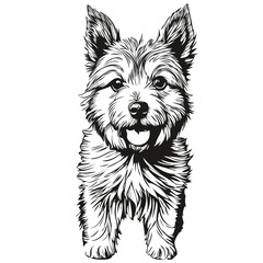 Norwich Terrier dog logo vector black and white, vintage cute dog head engraved realistic pet silhouette