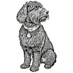 Portuguese Water dog line illustration, black and white ink sketch face portrait in vector