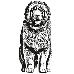 Tibetan Mastiff dog portrait in vector, animal hand drawing for tattoo or tshirt print illustration