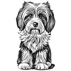 Tibetan Terrier dog realistic pet illustration, hand drawing face black and white vector realistic breed pet