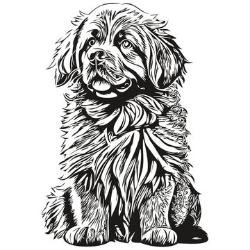 recommend clip art: Newfoundland dog engraved vector portrait, face cartoon vintage drawing in black and white