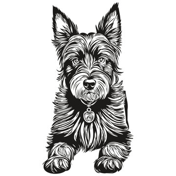 recommend clip art: Scottish Terrier dog vector graphics, hand drawn pencil animal line illustration sketch drawing